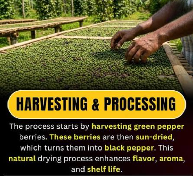 Hand-sorting freshly harvested green pepper berries on a woven drying tray before sun-drying